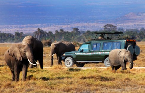 Safari Auto Elefanti