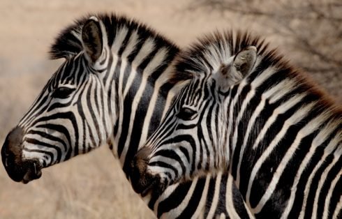 Zebre Kenya Safari