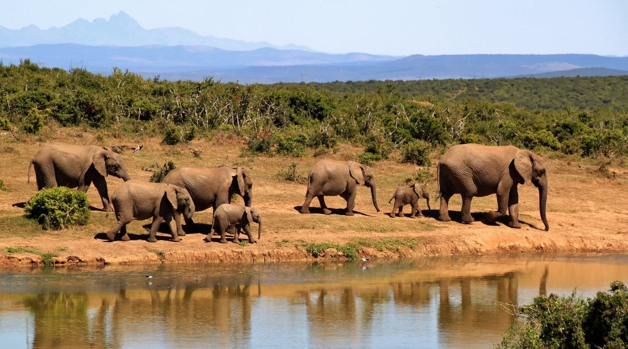 safari kenya elefanti