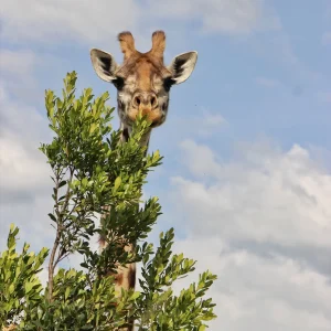 Animali in Safari 23