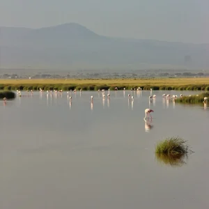 Animali in Safari 29