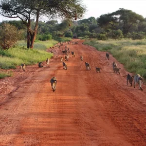 Animali in Safari 34