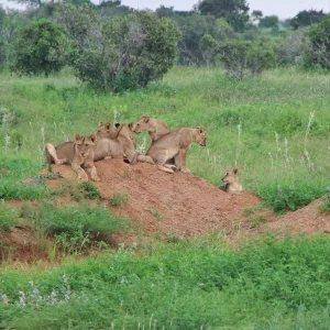 Animali in Safari 35