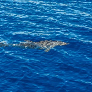 Delfino che nuota - Safari Blu