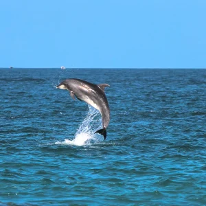 Delfino che salta al Safari Blu