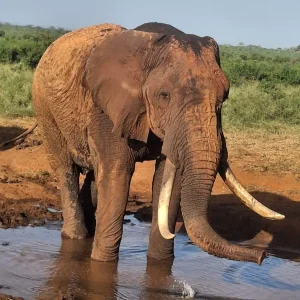 Elefante nella Savana