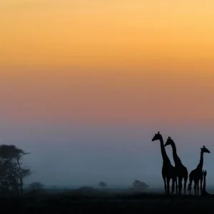 Giraffe al tramonto