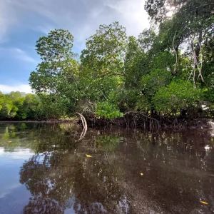 Le Mangrovie di Mida Creek