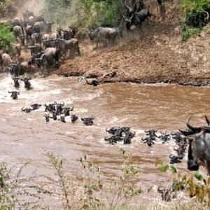 Migrazione degli Gnu