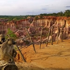 Scimmiette a Marafa